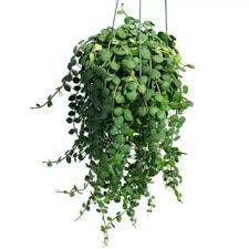 Attēlu rezultāti vaicājumam “Trichocolea tomentella sporophyte”