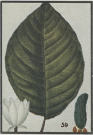 Attēlu rezultāti vaicājumam “Magnolia acuminata leaf”