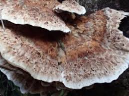 Attēlu rezultāti vaicājumam “Postia undosa”