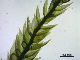 Attēlu rezultāti vaicājumam “Taxiphyllum wissgrillii”