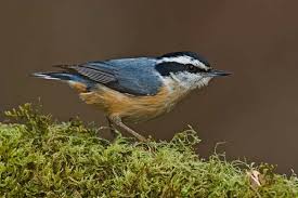Image result for Sitta canadensis