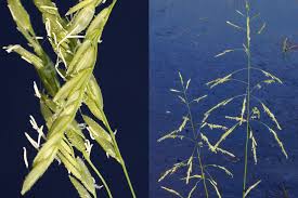 Attēlu rezultāti vaicājumam “Leersia oryzoides”