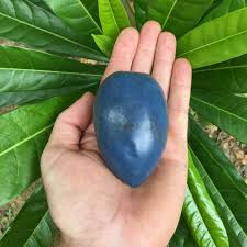 Attēlu rezultāti vaicājumam “Sesleria caerulea fruit”