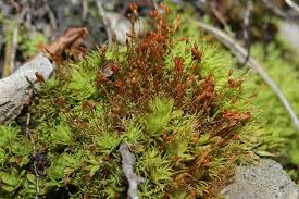 Attēlu rezultāti vaicājumam “Weissia brachycarpa”