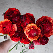 Attēlu rezultāti vaicājumam “Ranunculus brunnescens”