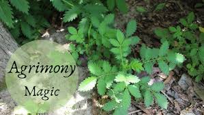 Attēlu rezultāti vaicājumam “Agrimonia pilosa leaf”