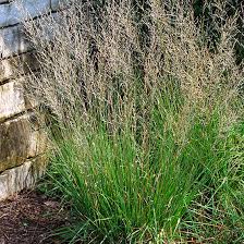 Attēlu rezultāti vaicājumam “Molinia caerulea leaf”