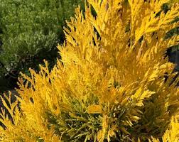 Attēlu rezultāti vaicājumam “Thuja plicata flower”