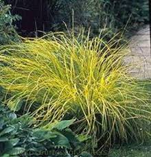 Attēlu rezultāti vaicājumam “Carex elata”