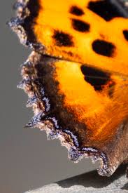 Attēlu rezultāti vaicājumam “Nymphalis xanthomelas underside”