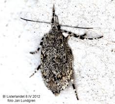 Attēlu rezultāti vaicājumam “Diurnea fagella”