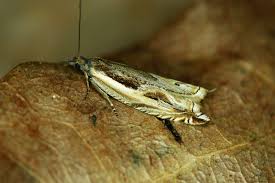 Attēlu rezultāti vaicājumam “Ancylis apicella”