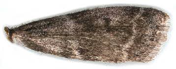 Attēlu rezultāti vaicājumam “Apomyelois bistriatella”