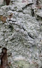 Attēlu rezultāti vaicājumam “Pertusaria pertusa”