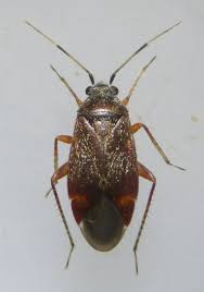 Attēlu rezultāti vaicājumam “Psallus sp.”