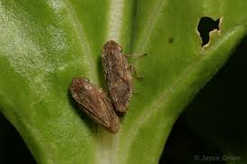 Attēlu rezultāti vaicājumam “Philaenus spumarius”