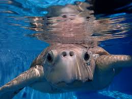 Image result for Lepidochelys kempii