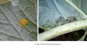 Attēlu rezultāti vaicājumam “Mamestra brassicae pupa”