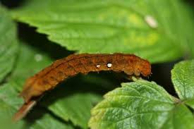 Attēlu rezultāti vaicājumam “Habrosyne pyritoides”