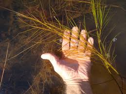 Attēlu rezultāti vaicājumam “Stuckenia filiformis bud”