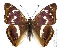 Attēlu rezultāti vaicājumam “Apatura iris male”