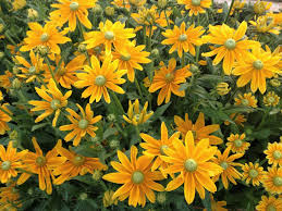 Image result for Rudbeckia Paradisio