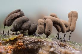 Attēlu rezultāti vaicājumam “Comatricha laxa macro”