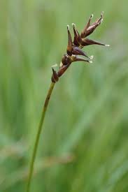 Attēlu rezultāti vaicājumam “Carex davalliana”