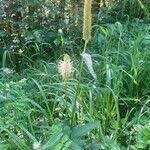 Attēlu rezultāti vaicājumam “Phyteuma spicatum fruit”