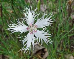 Attēlu rezultāti vaicājumam “Dianthus arenarius”