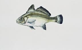 Image result for Sciaena umbra