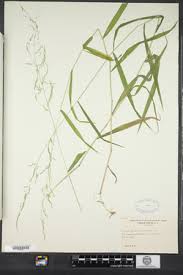 Attēlu rezultāti vaicājumam “Cinna latifolia”