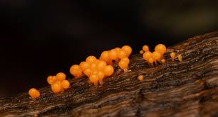 Attēlu rezultāti vaicājumam “Badhamia panicea macro”