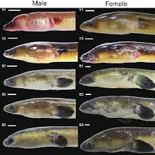 Attēlu rezultāti vaicājumam “Blepharidopterus angulatus imago”