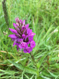 Attēlu rezultāti vaicājumam “Dactylorhiza maculata bud”