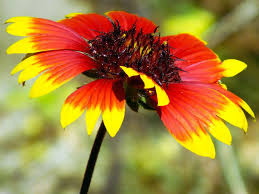 Image result for Gaillardia pulchella