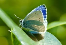 Attēlu rezultāti vaicājumam “Celastrina argiolus”