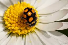Attēlu rezultāti vaicājumam “Coccinula quatuordecimpustulata”