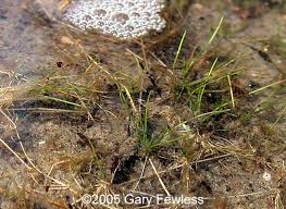 Attēlu rezultāti vaicājumam “Isoetes echinospora leaf”