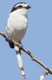 Attēlu rezultāti vaicājumam “Laniidae”