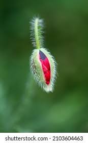 Attēlu rezultāti vaicājumam “Apion sp.”