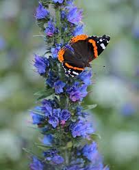 Attēlu rezultāti vaicājumam “Echium vulgare flower”