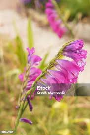 Attēlu rezultāti vaicājumam “Gladiolus imbricatus bud”