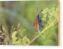 Attēlu rezultāti vaicājumam “Zygaena filipendulae”