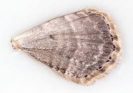 Attēlu rezultāti vaicājumam “Xanthorhoe fluctuata”