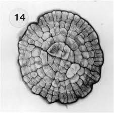 Attēlu rezultāti vaicājumam “Tetraphis pellucida sporophyte”