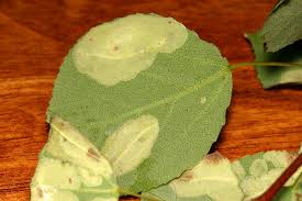 Attēlu rezultāti vaicājumam “Phyllonorycter apparella”