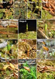 Attēlu rezultāti vaicājumam “Buxbaumia aphylla sporophyte”