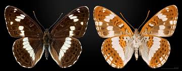 Attēlu rezultāti vaicājumam “Limenitis camilla upperside”