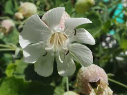 Attēlu rezultāti vaicājumam “Silene vulgaris leaf”